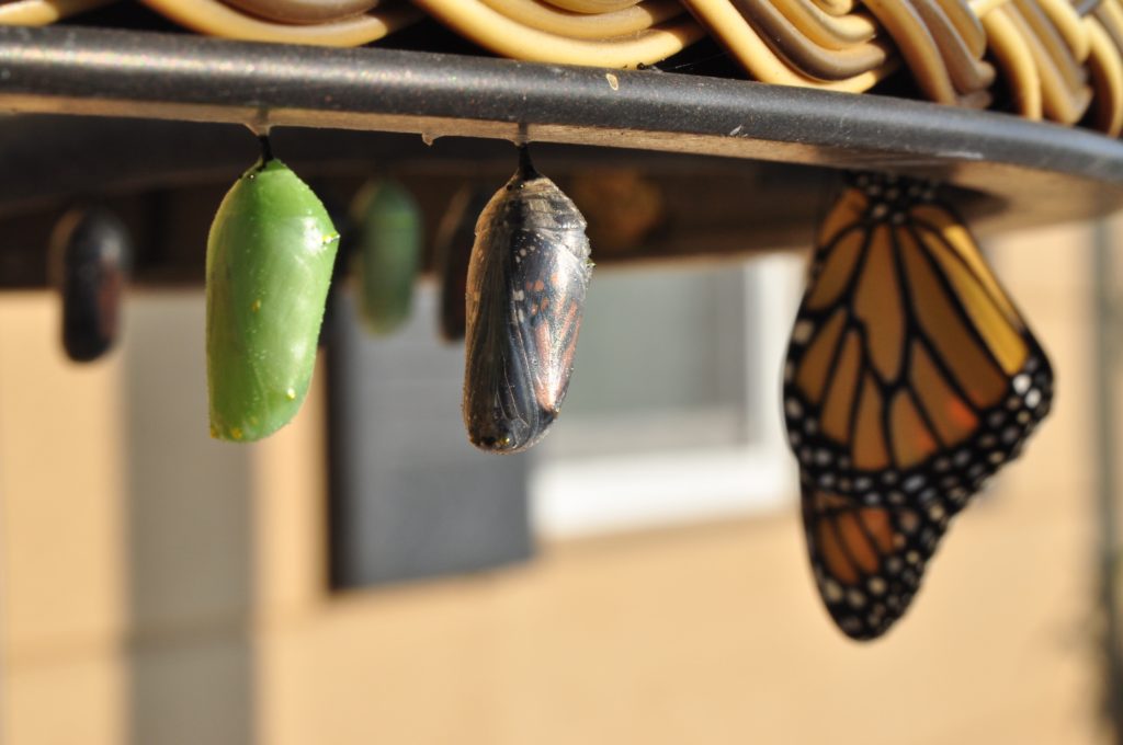 Capullos de mariposas en orden de menos a más preparados para salir de su crisálida. 